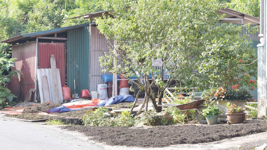 Trà phơi đầy vỉa hè, giá 70.000 đồng/kg trà khô, ép ra được 3 bánh trà, thêm câu chuyện bỏ quên là tăng giá tiền triệu. Ảnh: Lam Phong