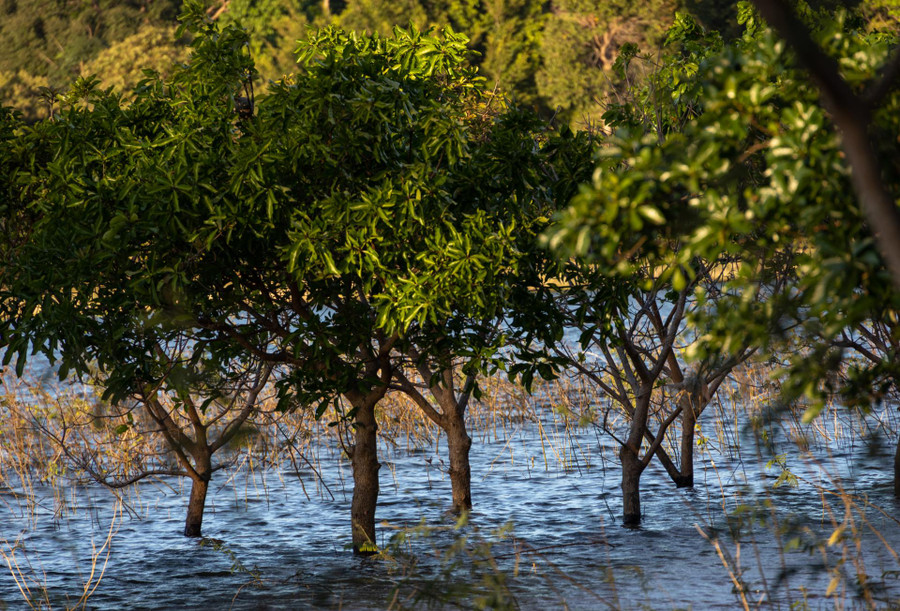  ... hay từng hàng cây ngập trong nước tạo cho du khách cảm giác như đang ở miền Tây sông nước.