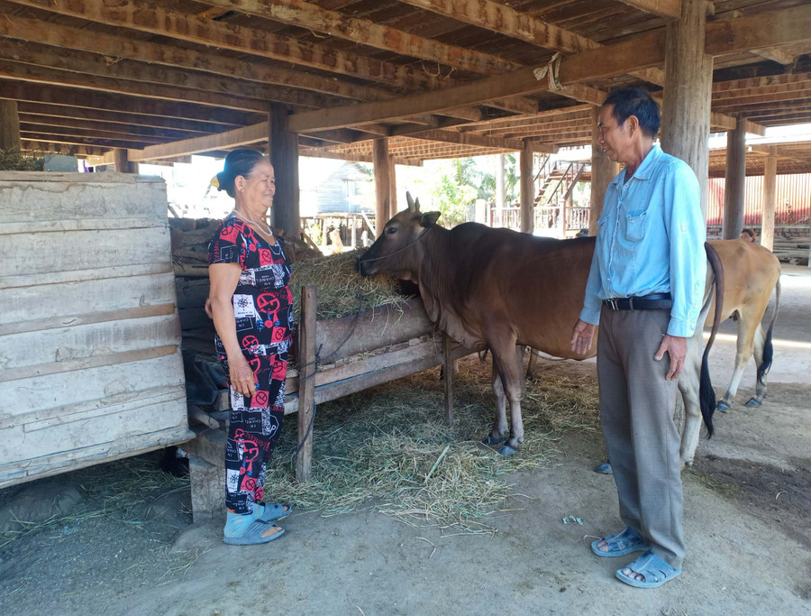 Ông Rô Khen giúp đỡ bà con phát triển kinh tế. Ảnh: Như Loan