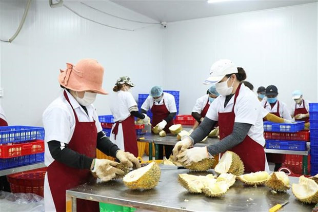 Bóc tách để cấp đông múi nhằm bảo quản sầu riêng ở huyện Krông Pắc (Đắk Lắk). Ảnh: Tuấn Anh/TTXVN