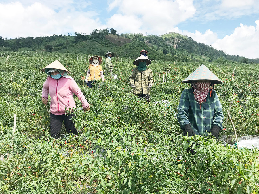 Năm 2021 do ảnh hưởng của dịch Covid-19 nên giá ớt giảm khiến thu nhập của người dân xã An Thành( huyện Đak Pơ) sụt giảm. Ảnh: Nguyễn Diệp