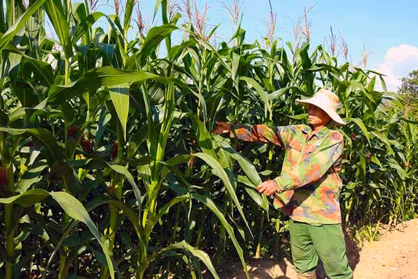 Người dân huyện Chư Sê chăm sóc bắp. Ảnh: Ngọc Sang