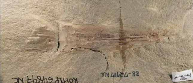  Hóa thạch bạch tuộc 330 triệu năm tuổi