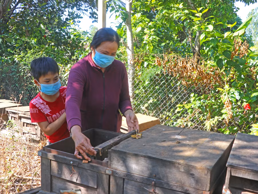 Chị Lê Thị Liên (tổ 1, thị trấn Đak Pơ) nuôi ong lấy mật cho thu nhập hơn 200 triệu đồng/năm. Ảnh: Ngọc Minh