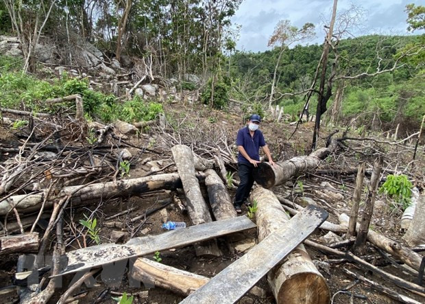 Rừng phòng hộ khu vực suối Sổ, suối Cheo Reo, thôn Tân Thành, xã Sơn Hội (Sơn Hòa, Phú Yên) bị chặt phá. (Ảnh: Phạm Cường/TTXVN) Rừng phòng hộ khu vực suối Sổ, suối Cheo Reo, thôn Tân Thành, xã Sơn Hội (Sơn Hòa, Phú Yên) bị chặt phá. (Ảnh: Phạm Cường/TTXVN)