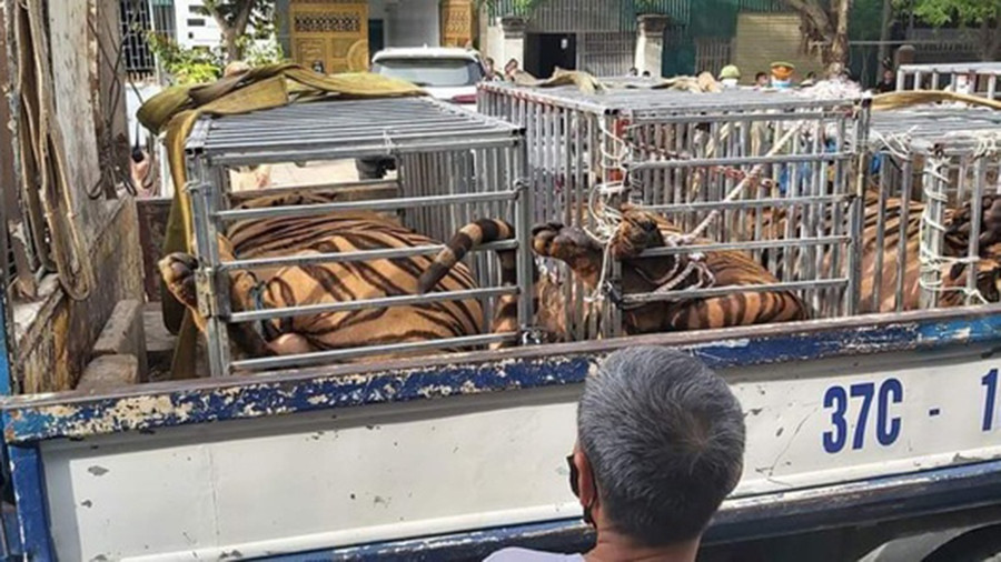 7 cá thể hổ Đông Dương được giải cứu đã bắt đầu quá trình vận chuyển từ Vườn quốc gia Pù Mát (Nghệ An) về chăm sóc, nuôi dưỡng tại Vườn quốc gia Phong Nha - Kẻ Bàng (Quảng Bình). Ảnh: T.N