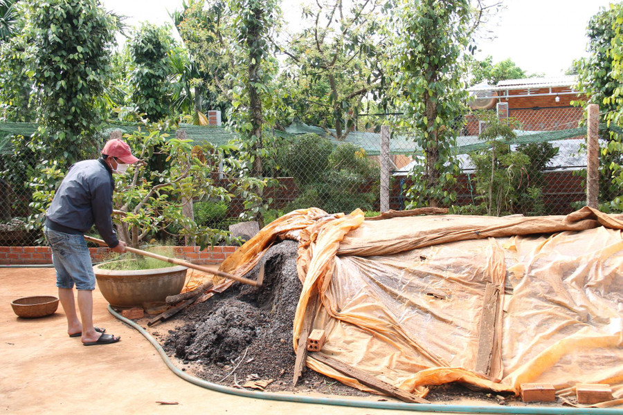 Vỏ cà phê được nông dân tận dụng làm phân bón hữu cơ.