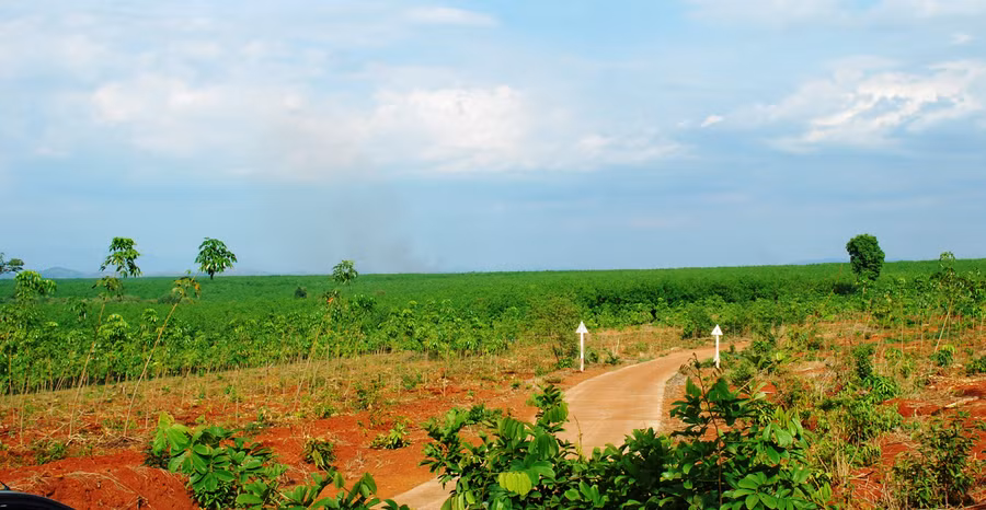  Ia H'Drai khai thác hiệu quả tiềm năng phát triển cây công nghiệp, đặc biệt là cây cao su. Ảnh: HL