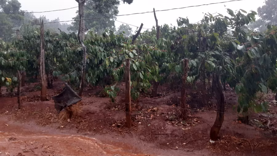 Cơn mưa bất chợt xua tan nắng nóng, giải cơn khát cho những vườn cà phê. Ảnh: Anh Quân