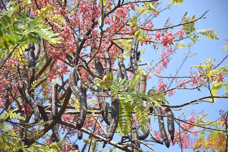  Vẻ đẹp nao lòng của hoa ô môi.