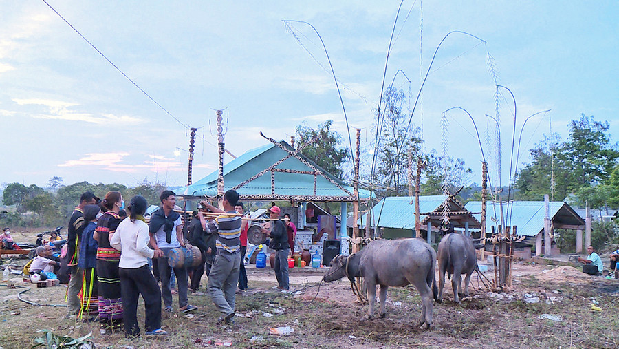 Người Jrai ở vùng hạ lưu sông Ba thường ăn trâu trong lễ bỏ mả. Ảnh: Minh Châu Người Jrai ở vùng hạ lưu sông Ba thường ăn trâu trong lễ bỏ mả. Ảnh: Minh Châu