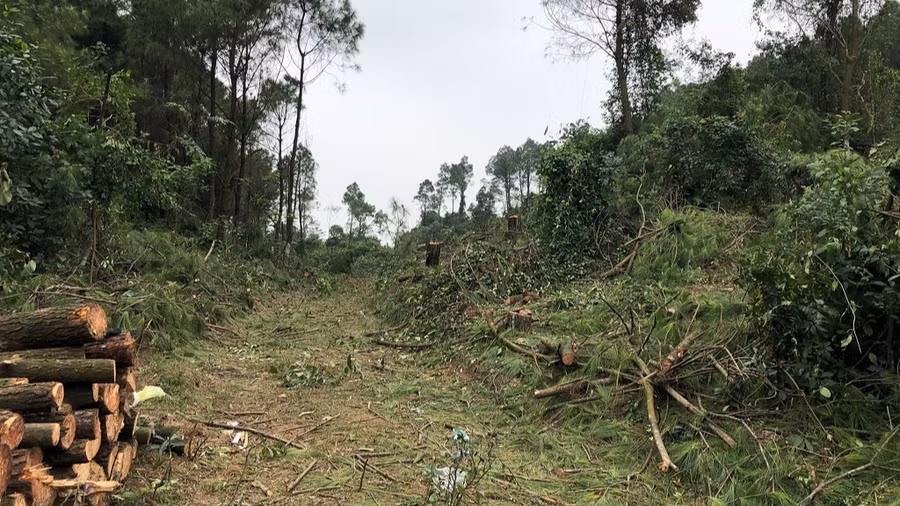 Khu rừng bị phá. Ảnh: Công an cung cấp