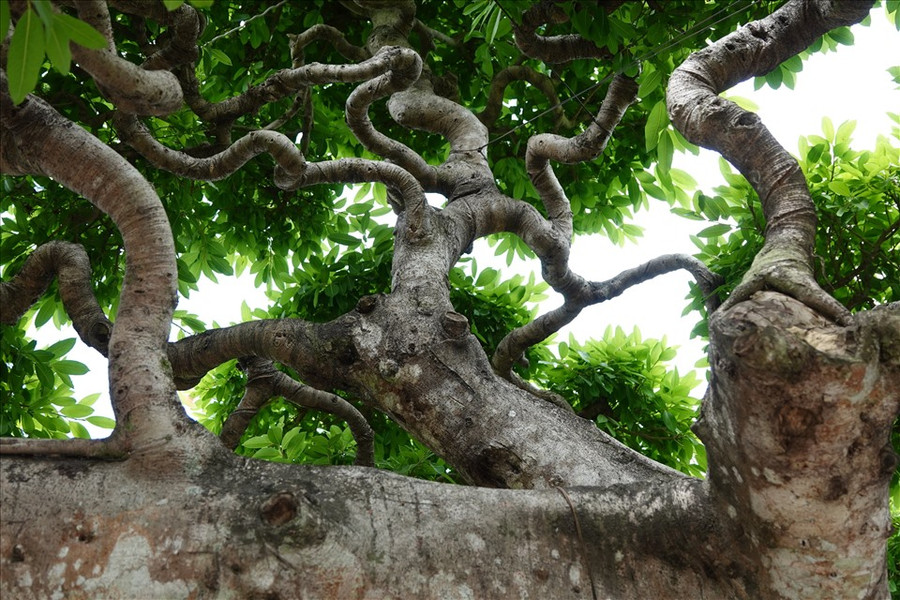 “Khi đem cây về tôi trồng ở nhà nhiều năm, khi thành lập CLB Mai vàng Sa Đéc tôi mang cây ra trưng bày ở trước cổng, tiện cho thợ chăm sóc, chỉnh sửa cây”, anh Đông cho hay.