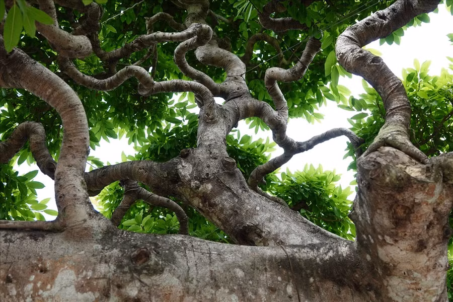 “Khi đem cây về tôi trồng ở nhà nhiều năm, khi thành lập CLB Mai vàng Sa Đéc tôi mang cây ra trưng bày ở trước cổng, tiện cho thợ chăm sóc, chỉnh sửa cây”, anh Đông cho hay.