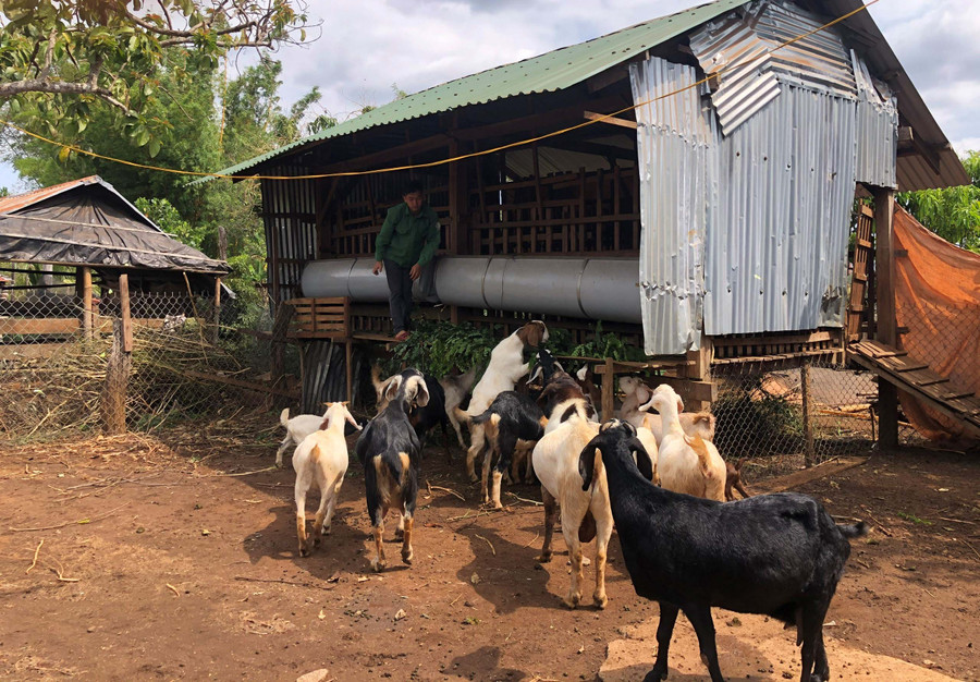  Nhờ nguồn vốn vay từ Quỹ Hỗ trợ nông dân, nhiều nông dân xã Ia Boòng (huyện Chư Prông) đã đầu tư phát triển chăn nuôi. Ảnh: Anh Huy