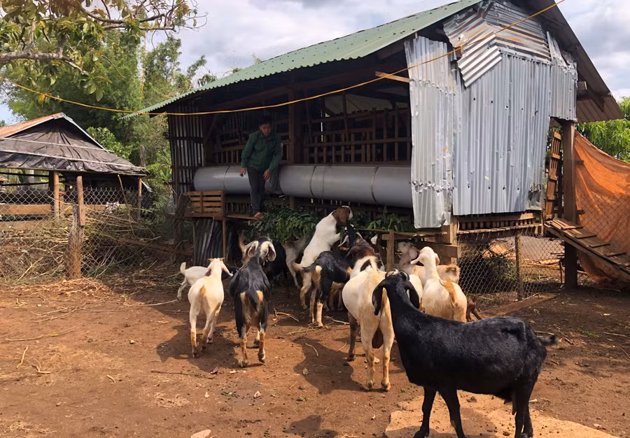  Nhờ nguồn vốn vay từ Quỹ Hỗ trợ nông dân, nhiều nông dân xã Ia Boòng (huyện Chư Prông) đã đầu tư phát triển chăn nuôi. Ảnh: Anh Huy