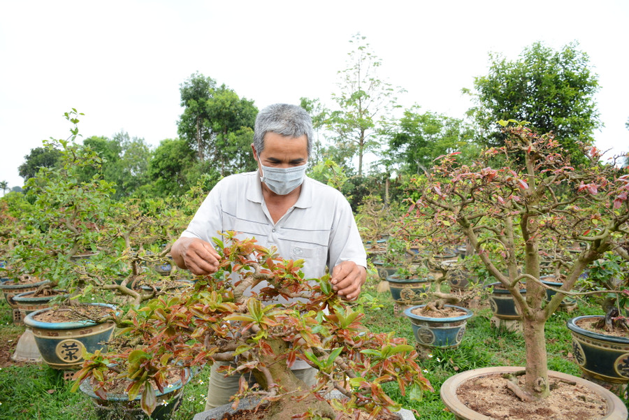 Kế thừa thế hệ đi trước, ông Nguyễn Văn Chức (tổ 4, phường Yên Thế) đã làm giàu trên chính mảnh đất mà cha mẹ mình đã bỏ công khai hoang. Ảnh: Minh Nguyễn