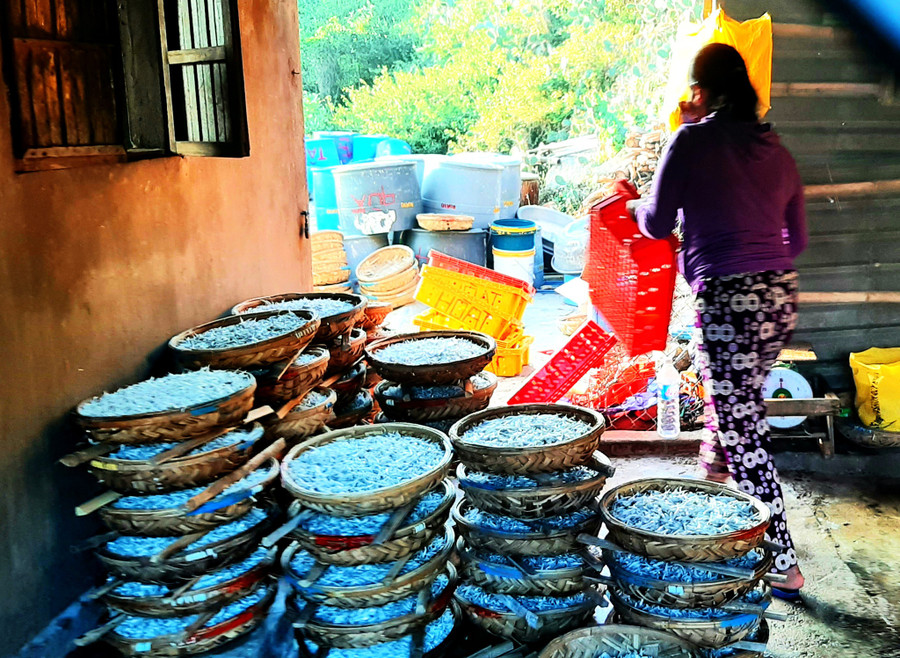 Cá cơm hấp xong chờ thương lái đến mua. Ảnh: Minh Lê