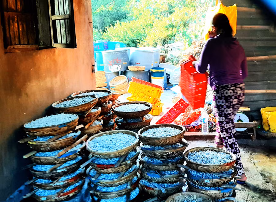 Cá cơm hấp xong chờ thương lái đến mua. Ảnh: Minh Lê