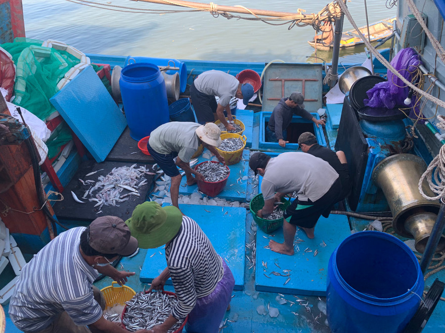 Tàu đánh bắt gần bờ chủ yếu là cá cơm, cá nục. Ảnh: Phạm Anh