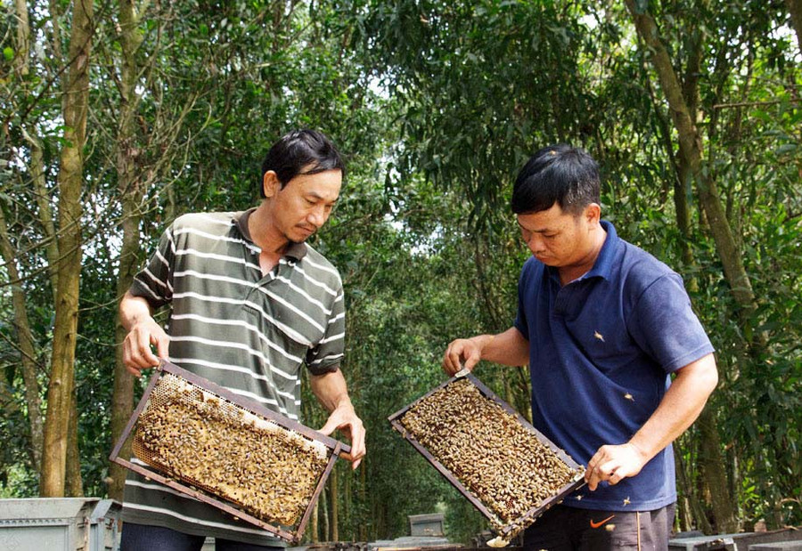 Nuôi ong lấy mật là nghề phát triển mạnh ở Gia Lai. Ảnh: Giang Phương
