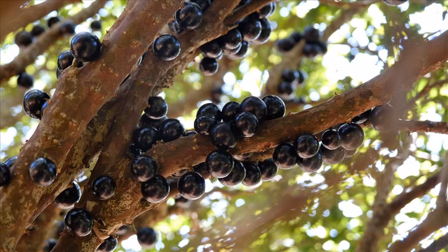 Vườn nho thân gỗ có nhiều cây cổ thụ như trong những câu chuyện cổ tích. Ảnh: H. Thắm