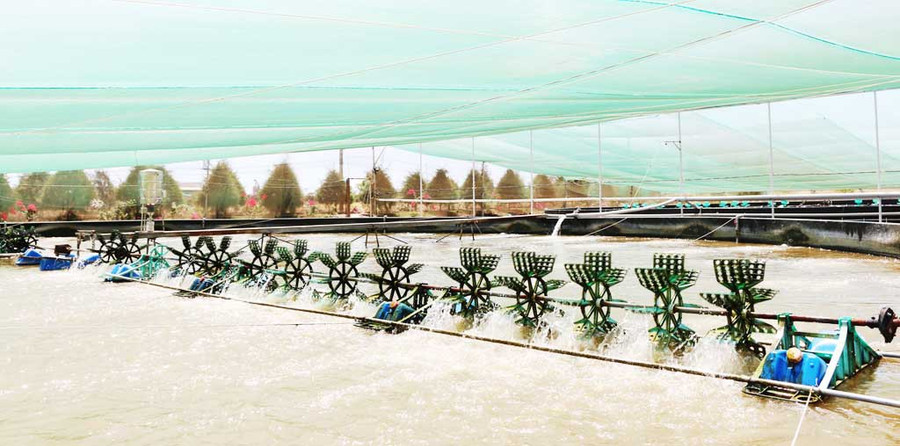 Việc kết hợp điện mặt trời vào mô hình nuôi tôm siêu thâm canh công nghệ cao cho ra lợi ích kép. Ảnh: Phạm Thu Ngân