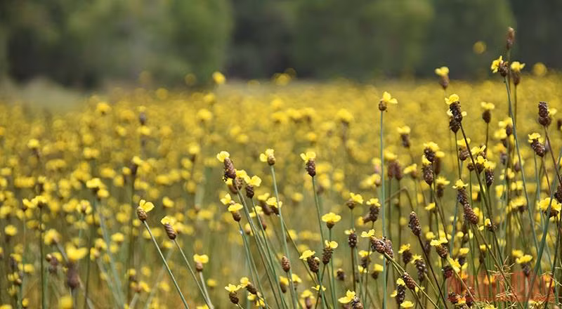 Thảm hoa hoàng đầu ấn gây nhiều ấn tượng với du khách. 
