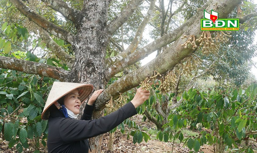 Bà Xinh chăm sóc vườn sầu riêng...