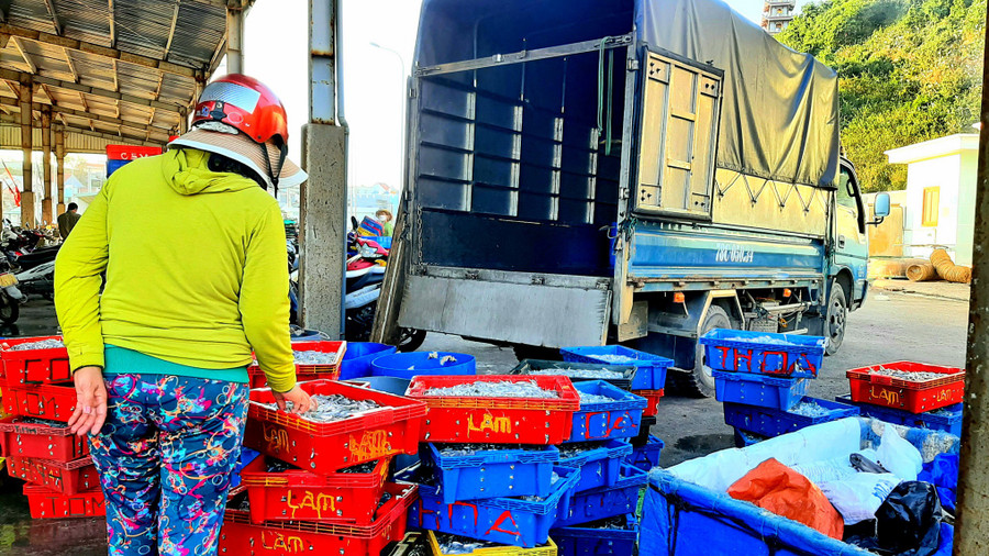 Xe tải chờ chở cá cơm về xưởng chế biến. Ảnh: Minh Lê