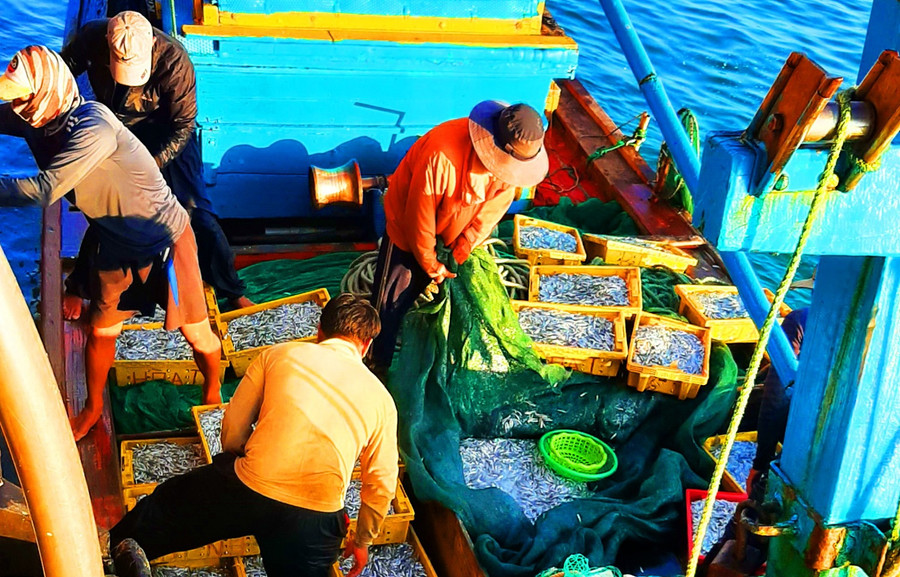 Cá về đầy khoang. Ảnh: Minh Lê