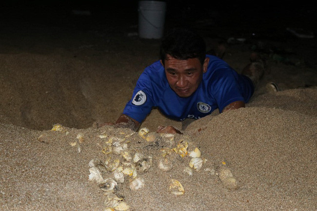 Chăm sóc ổ trứng rùa mẹ vừa đẻ. Ảnh: VQG Núi Chúa cung cấp