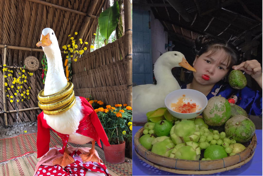 Diễn viên chính vịt Bim Bim là điểm nhấn làm nên tên tuổi kênh Sâu tivi như ngày nay. Ảnh: Xuân Phúc