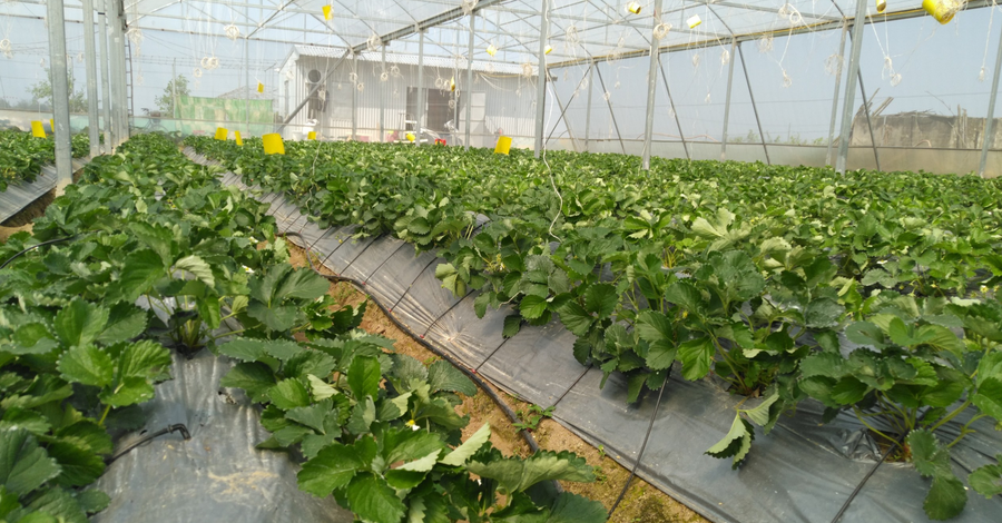 Cánh đồng dâu tây của Nguyễn Văn Sơn. Ảnh: NVCC