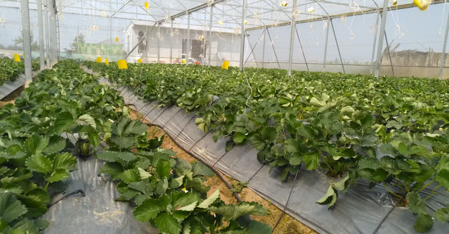 Cánh đồng dâu tây của Nguyễn Văn Sơn. Ảnh: NVCC