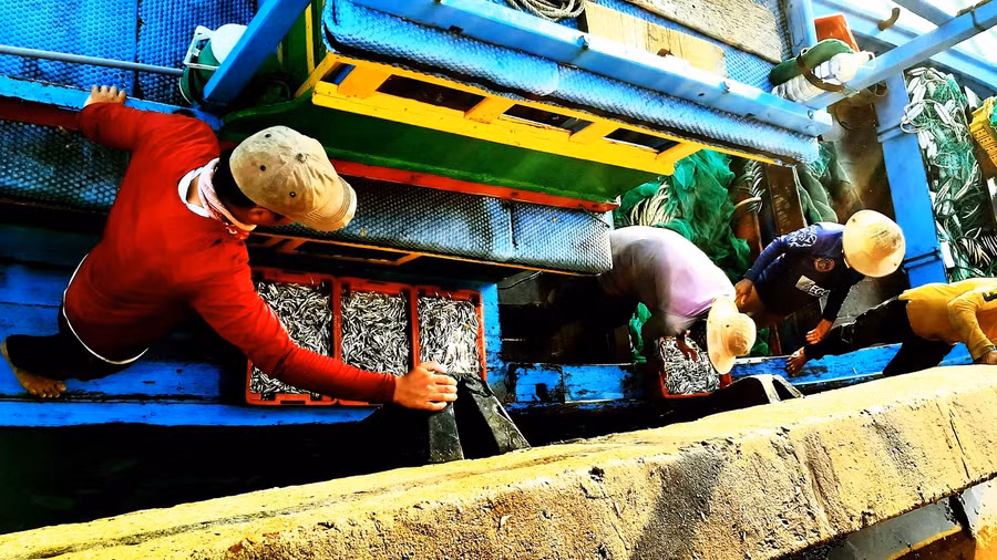 Chuyển cá lên bờ. Ảnh: Minh Lê