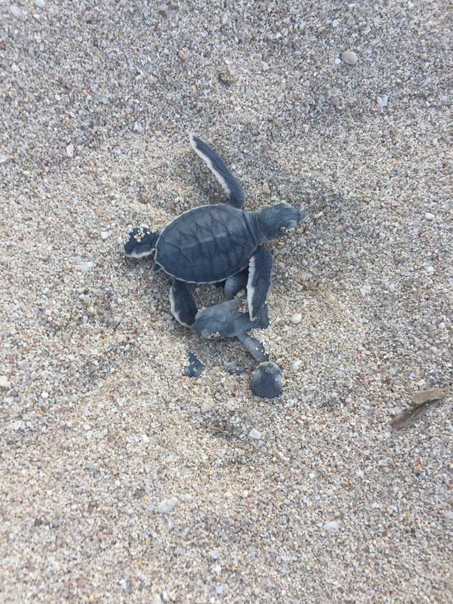 Rùa con chuẩn bị về biển xanh. Ảnh: V G Núi Chúa cung cấp.