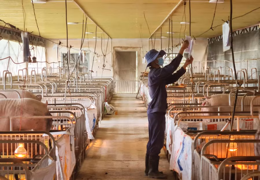 Đàn heo giống tại Trung tâm Giống vật nuôi tỉnh. Ảnh: Nguyễn Diệp