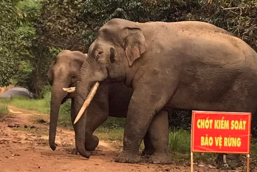 Voi ngà lệch nổi tiếng ở khu bảo tồn. Ảnh: KIỂM LÂM KHU BẢO TỒN CHỤP LẠI VÀO NGÀY 28.3