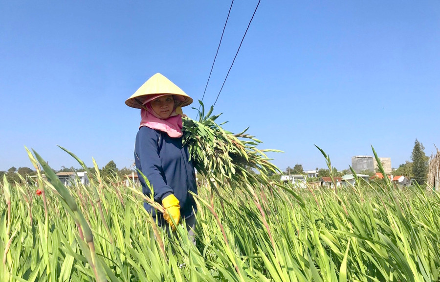 Xã An Phú đang tập trung triển khai chuyển đổi đất lúa 1 vụ kém hiệu quả sang trồng rau, hoa các loại cho giá trị kinh tế cao. Ảnh: Hồng Thi