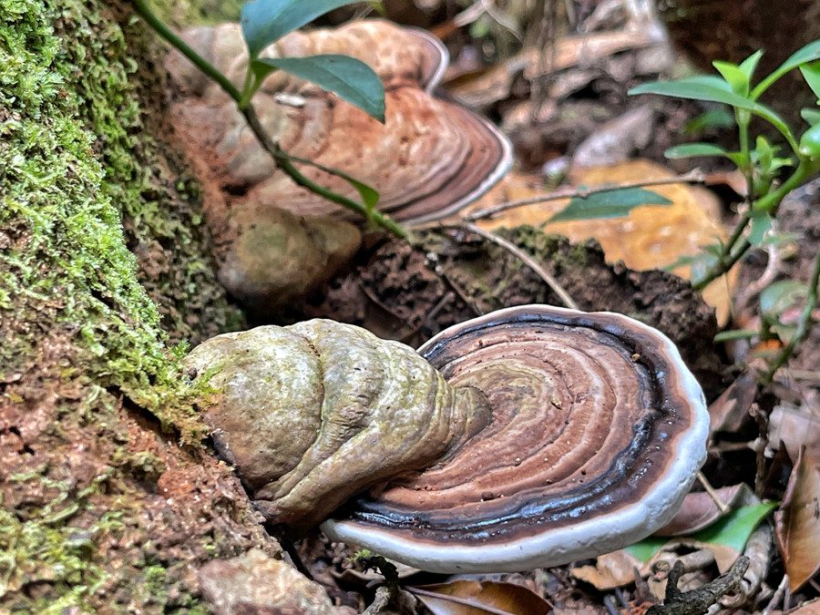 Đường lên đỉnh Kon Ka Kinh qua dòng suối nhỏ. Ảnh: Hoàng Ngọc