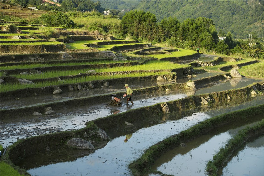 Chuẩn bị để bắt đầu cấy lúa. Chuẩn bị để bắt đầu cấy lúa.