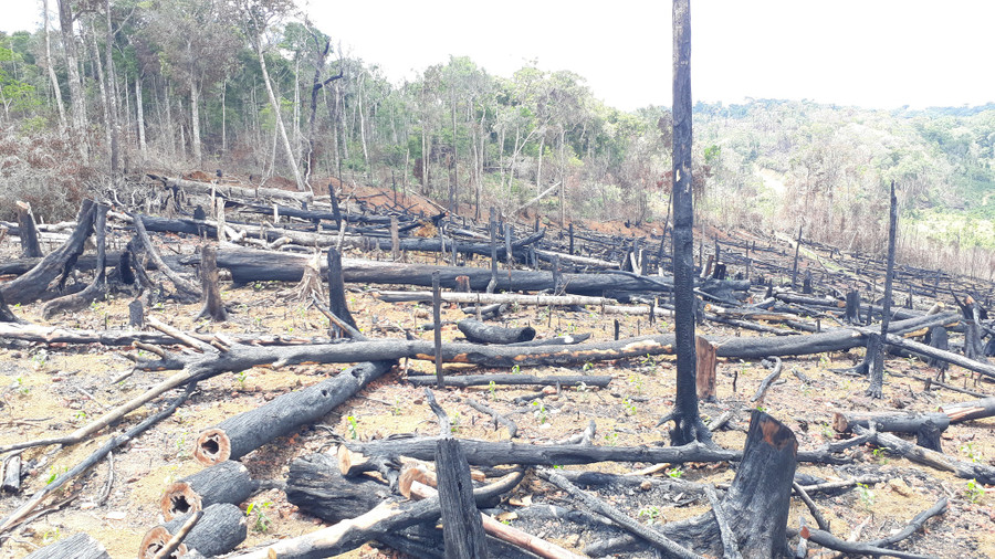 Thời gian qua, tình trạng phá rừng xảy ra trên địa bàn huyện Kon Plông diễn biến khá phức tạp. Ảnh: Đức Nhật