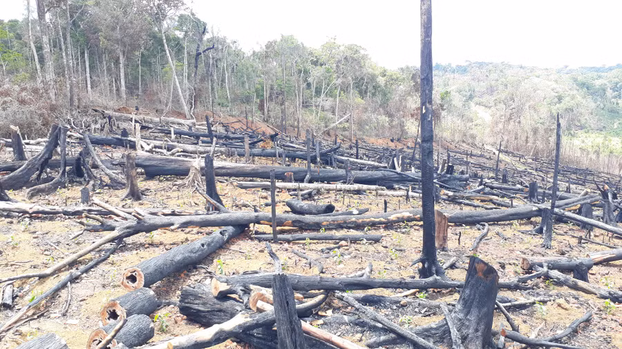 Thời gian qua, tình trạng phá rừng xảy ra trên địa bàn huyện Kon Plông diễn biến khá phức tạp. Ảnh: Đức Nhật