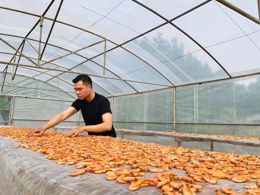 Sản phẩm tôm rừng phơi khô của anh Thành được người tiêu dùng ưa chuộng. Ảnh: Duy Tân