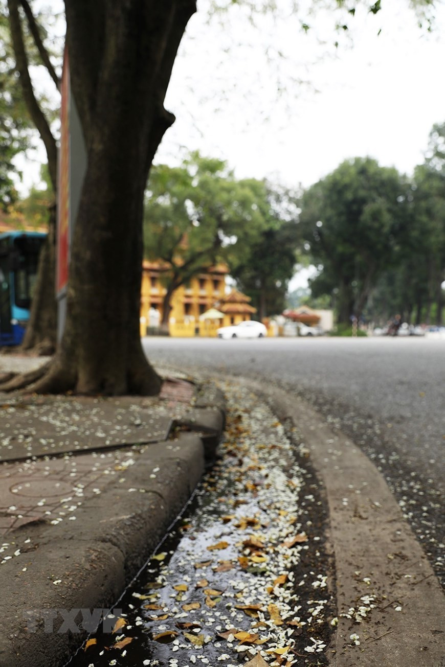 Hoa sưa rụng trắng nơi góc phố Hà Nội. Ảnh: Phạm Hậu/TTXVN