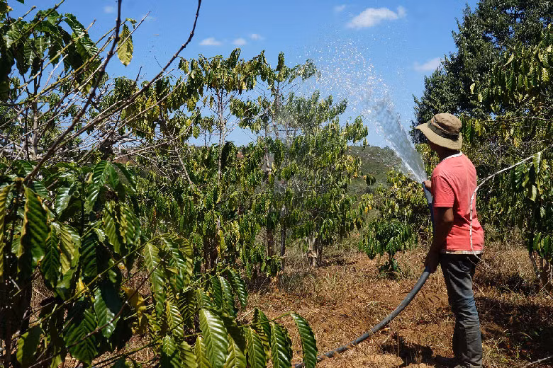  Niên vụ cà phê 2022, việc tưới nước cho cây cà phê thuận lợi hơn niên vụ 2021. Tuy nhiên, giá xăng, dầu tăng, khiến nông dân trồng cà phê Lâm Đồng đối mặt nhiều khó khăn vì chi phí cho việc mua dầu chạy máy tưới nước tăng cao.