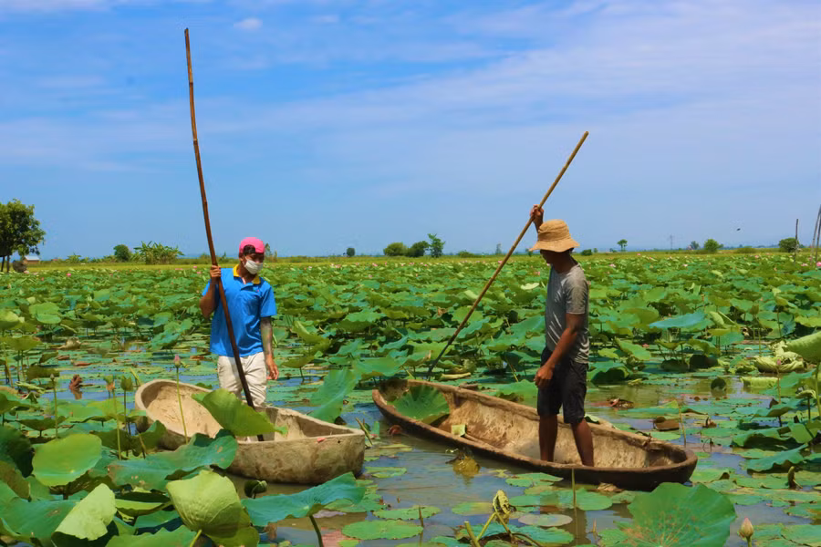 Du khách sẽ được chèo thuyền ra giữa cánh đồng để tham quan, chụp ảnh. Ảnh: Phạm Quý