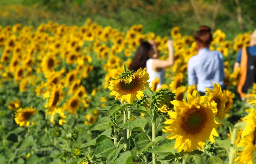 Cánh đồng hoa hướng dương ở Dalat Milk Farm. (Ảnh: M.Mai/Vietnam+)