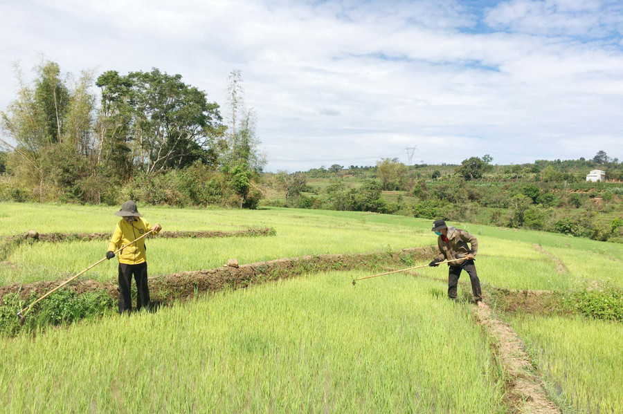 Vợ chồng anh Rah Lan Then (làng Greo Sek, xã Dun, huyện Chư Sê) chăm sóc lúa. Ảnh: Quang Tấn